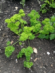 Petroselinum crispum