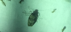 Sciota subcaesiella