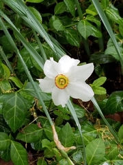 Narcissus poeticus