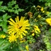Smooth Hawkweed - Photo (c) Udo Schmidt, some rights reserved (CC BY-SA)