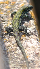 Podarcis muralis