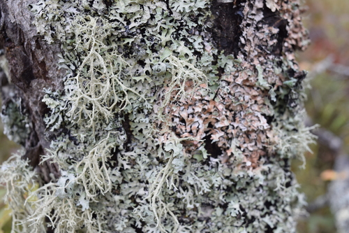 Oakmoss Lichens