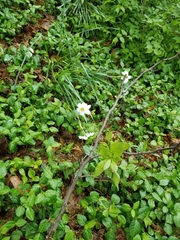 Narcissus poeticus