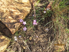 Oxalis polyphylla