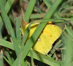 Colias croceus