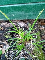 Carex sylvatica
