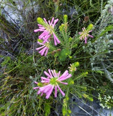 Erica abietina