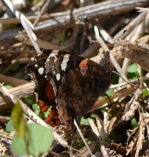 Red Admiral