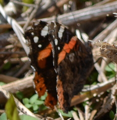 Vanessa atalanta