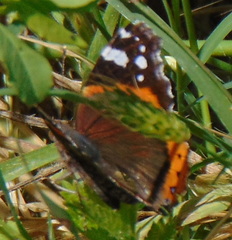 Vanessa atalanta