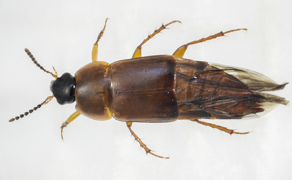 Tachinus semirufus