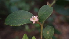Ilex pubescens