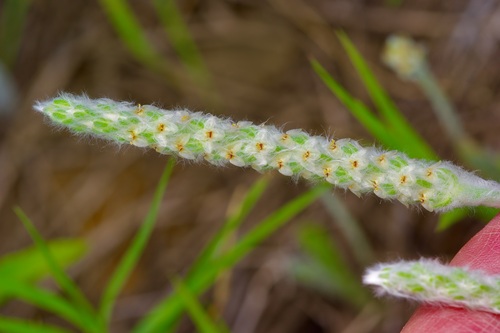 Image of Plantago hookeriana by (c) Michelle W. （鍾偉瑋）, some rights reserved (CC BY)