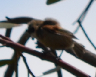 Eurasian Penduline-Tit