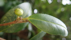 Ilex memecylifolia