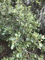 Quercus × acutidens