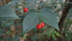 Wikstroemia nutans