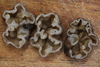 Genea arenaria - Photo (c) Jonathan Frank, some rights reserved (CC BY-NC-ND), uploaded by Jonathan Frank