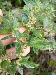Parietaria