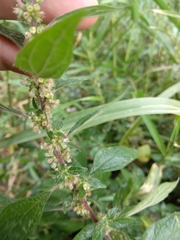 Parietaria