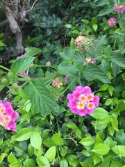 Lantana