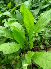 Rumex sanguineus