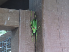 Paracyrtophyllus robustus