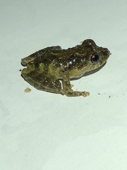 Pristimantis diadematus
