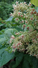 Byttneria grandifolia