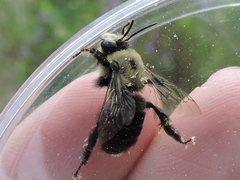 Anthophora abrupta
