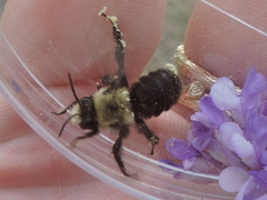 Anthophora abrupta