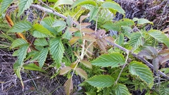 Rubus pinnatus
