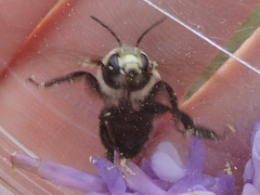 Anthophora abrupta