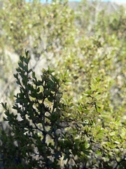 Larrea cuneifolia