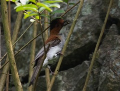 Hemixos castanonotus