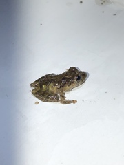 Pristimantis diadematus