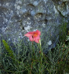 Gladiolus priorii