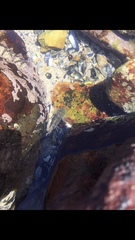 Psammogobius knysnaensis