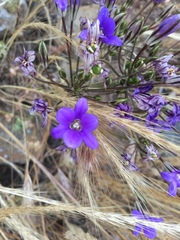 Brodiaea kinkiensis