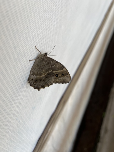 Black-spotted Labyrinth