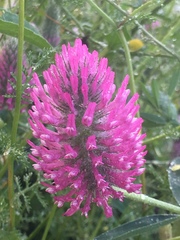 Trifolium purpureum