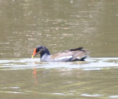 Gallinule poule-d'eau