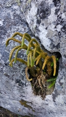 Phlegmariurus gnidioides