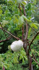 Callirhytis seminator