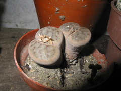Lithops