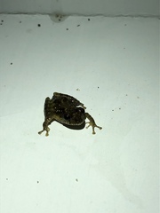 Pristimantis diadematus