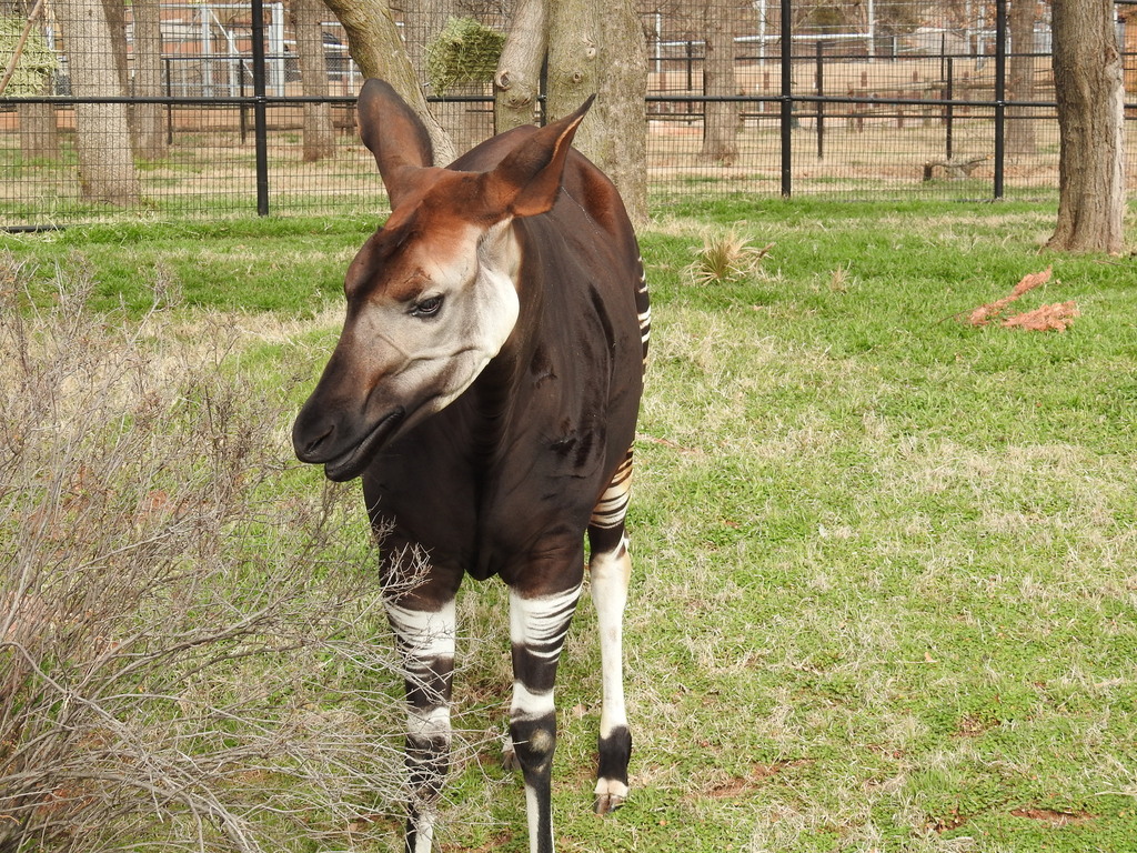 Okapi in February 2024 by Ves · iNaturalist