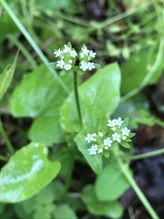 Valerianella locusta