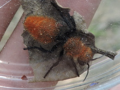 Dasymutilla leda