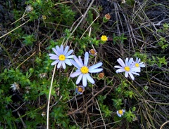 Felicia aethiopica